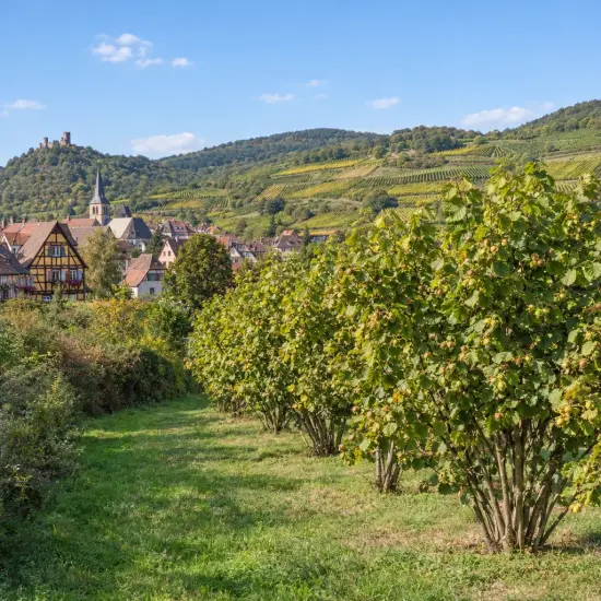 Noisetier 'Tonda gentile delle langhe' (Corylus avellana) — rangée d'arbustes fruitiers devant village et vignes