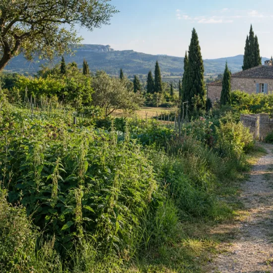 Grande ortie (Urtica dioica) — massif de plantes sauvages le long d'un chemin · Photo d'illustration