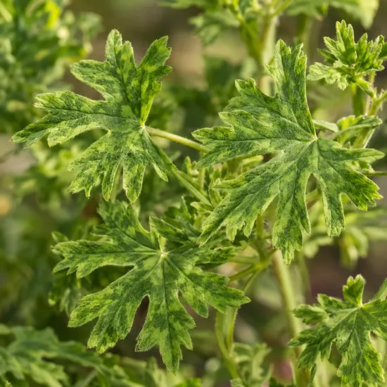 Pélargonium 'Anne' (Geranium) — feuilles vertes panachées finement découpées, gros plan · Photo d'illustration