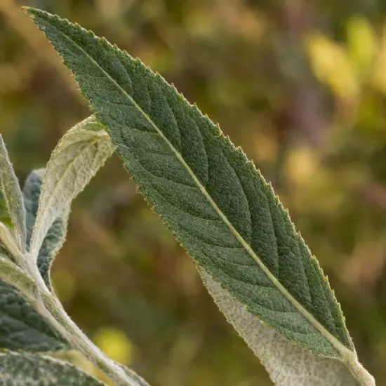 Arbre aux papillons 'Bicolore' (Buddleia × weyeriana) — gros plan sur une longue feuille dentelée
