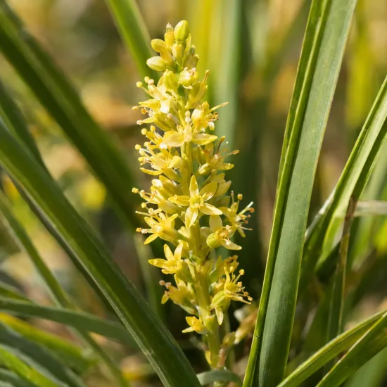 Lomandra 'Green allure' (Lomandra confertifolia) — inflorescence jaune au milieu de longues feuilles · Photo d'illustration
