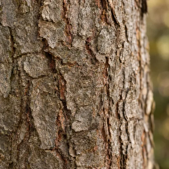 Epicea de sitka (Picea sitchensis) — gros plan sur écorce d'arbre rugueuse · Photo d'illustration