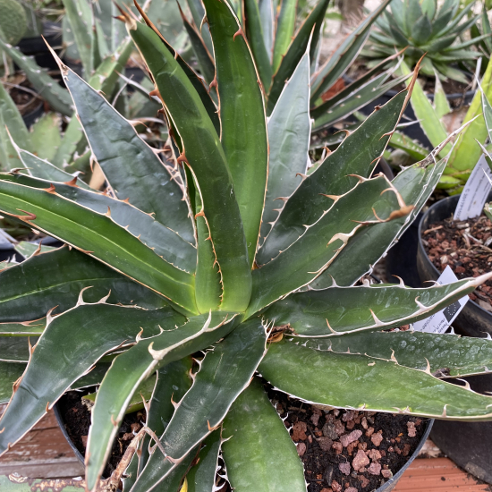 Agave garciae-mendozae