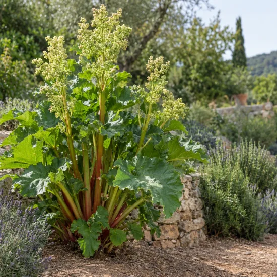 Rhubarbe géante victoria 'Victoria' (Rheum rhabarbarum) — grand plant vigoureux au pied d'un muret · Photo d'illustration