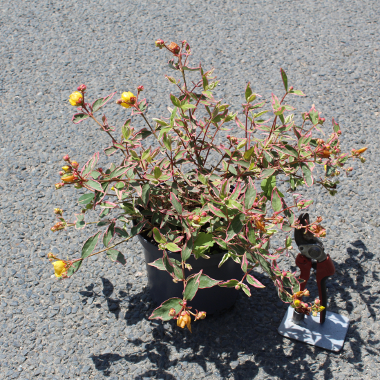 Millepertuis 'Tricolor'