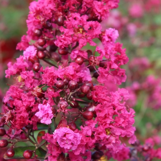 Lilas des indes 'Terrasse rouge'