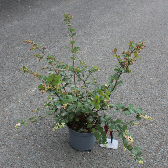 Symphorine 'Mother of pearl'