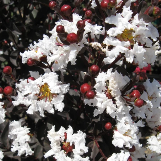 Lilas des indes 'Pure white'