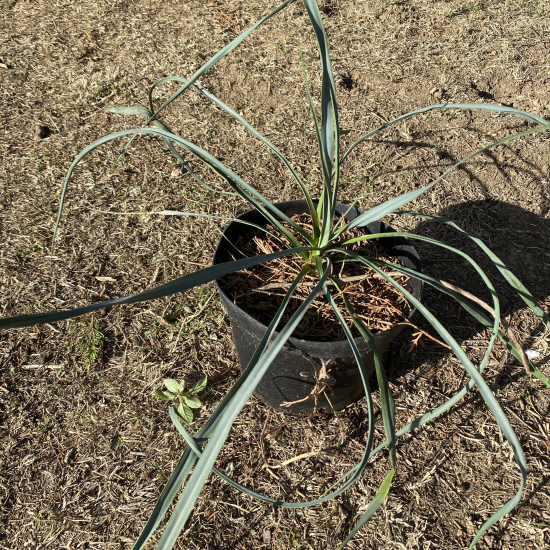 Yucca Rostrata