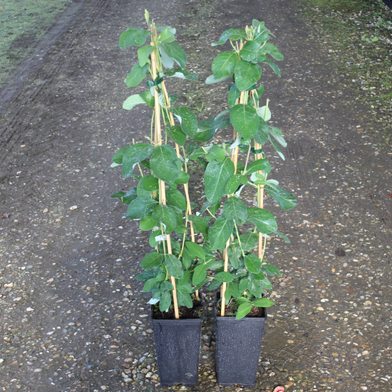 Chèvrefeuille grimpant 'Dropmore scarlet'