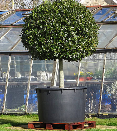 Houx crénelé nain 'Luxus globe'