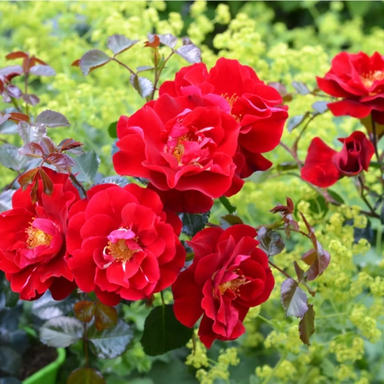 Rosier 'New vesuvia rouge '