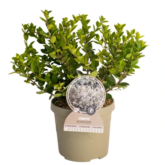 Osmanthe 'Heaven scent'