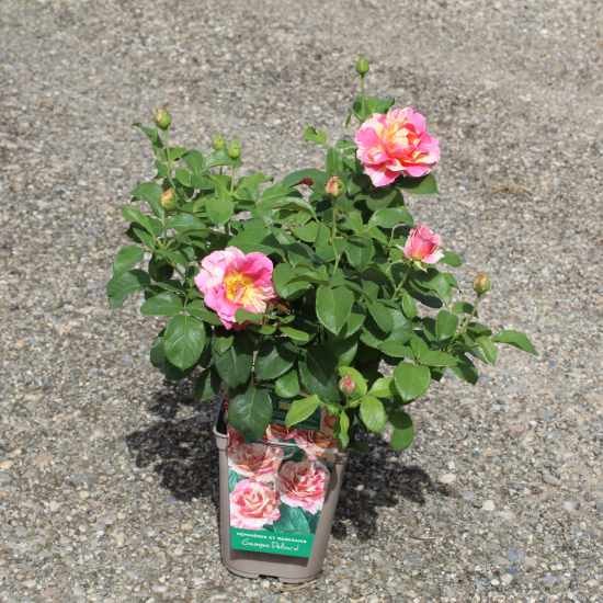 Rosier 'Claude monet'