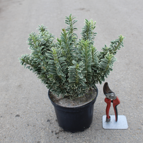 Fusain du japon 'Micro albomarginatus'