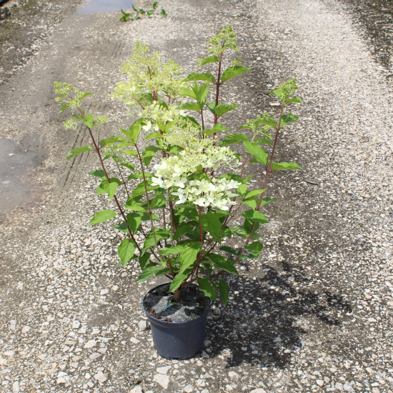 Hortensia paniculé 'Phantom'
