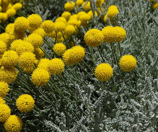 Santoline petit-cyprès 'Lemon fizz'