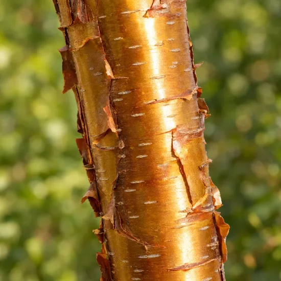 Cerisier de mandchourie 'Amber beauty' (Prunus maackii) — tronc à écorce brillante qui s’exfolie