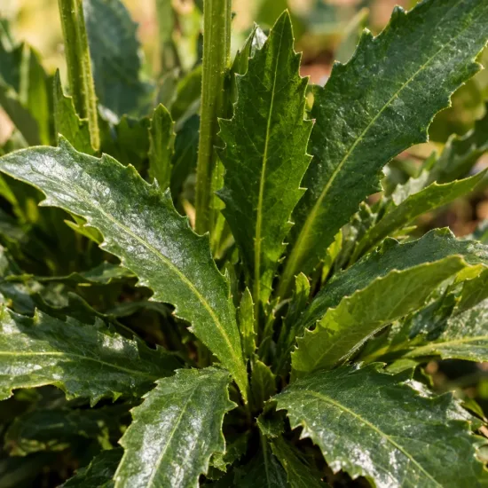 Marguerites 'Alaska' (Leucanthemum superbum) — gros plan sur feuillage vert dentelé · Photo d'illustration