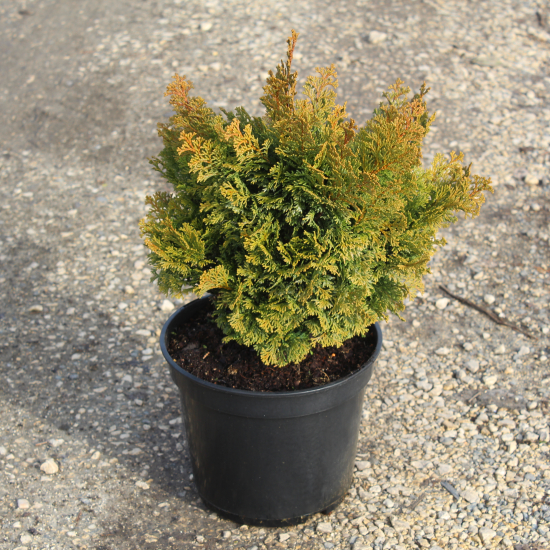 Cyprès du japon 'Nana gracilis'