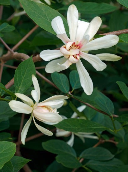 Calycanthus Venus