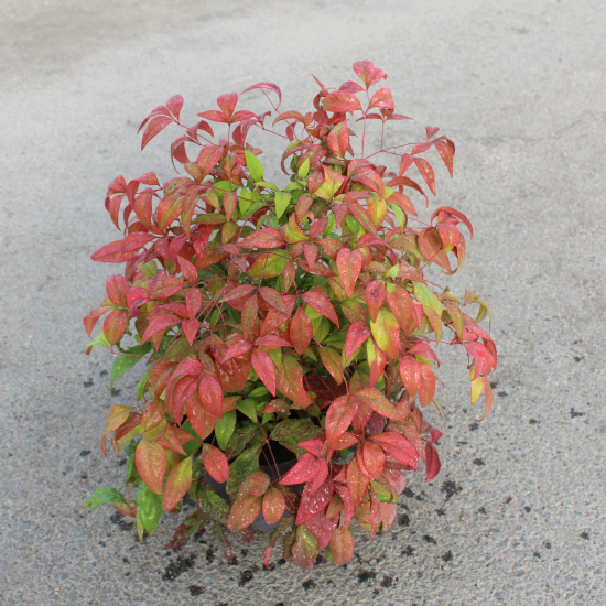 Bambou sacré Fire Power