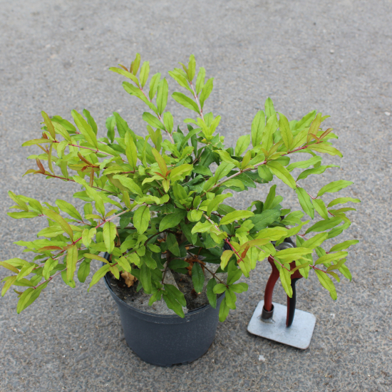 Grenadier à fleurs 'Black fruit'