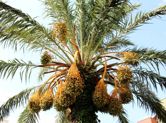 Phoenix dactylifera