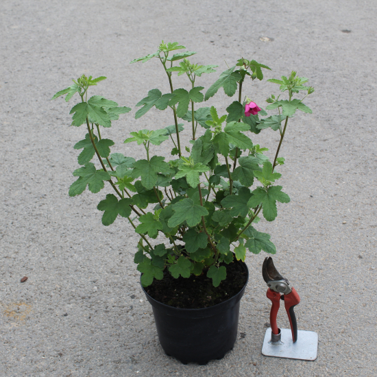 Anisodontea 'El rayo'