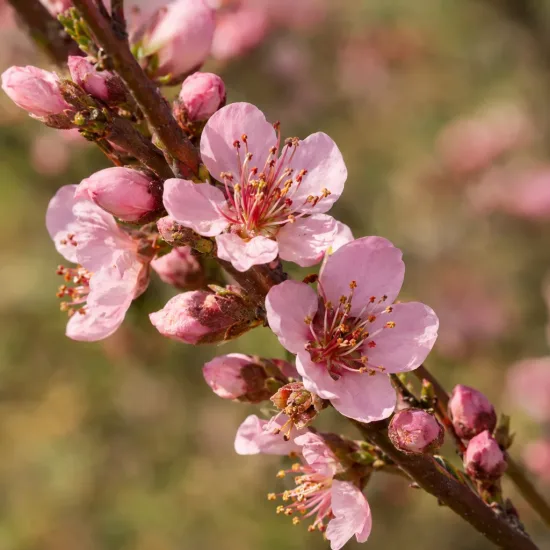 Pêcher 'Vineuse' (Prunus persica) — gros plan de fleurs roses sur une branche · Photo d'illustration
