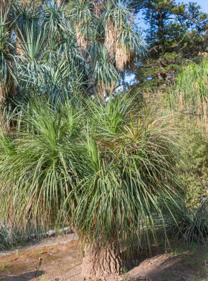 Dasylire à longues feuilles vertes, Nolina longifolia