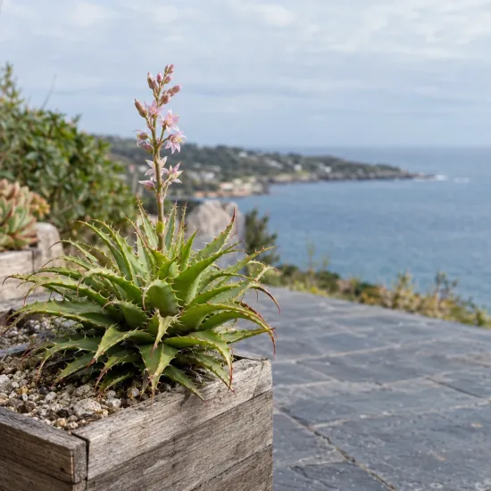 Orchidée (Hechtia nuusaviorum) — rosette épineuse en pot, hampe florale dressée · Photo d'illustration