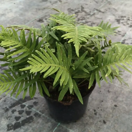 Polypode commun (Polypodium vulgare) — fougère au feuillage découpé dans pot noir · Pot 2.5L Touffe
