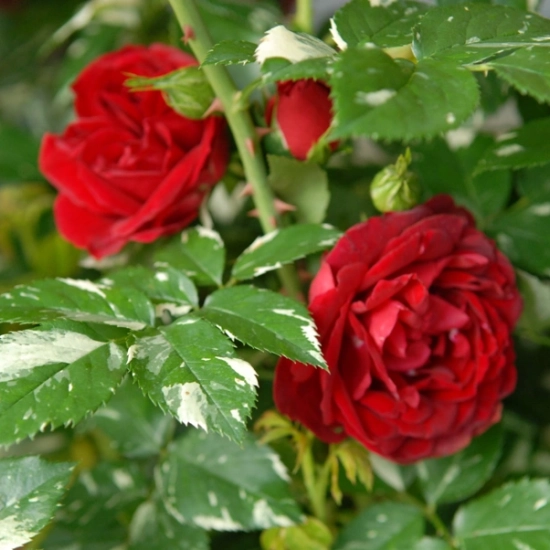 Rosier 'Elie semoun'