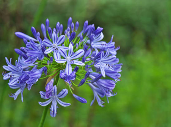 Agapanthe 'Bleu'