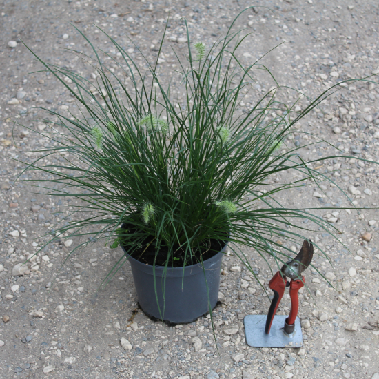 Herbes aux écouvillons 'little bunny'