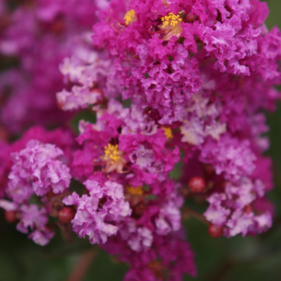 Lilas des indes 'Enduring fuchsia'