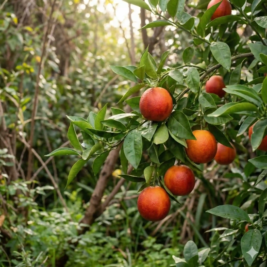 Oranger sanguin 'Tarocco'