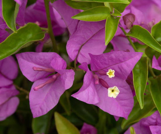 BOUGAINVILLEA mini thai