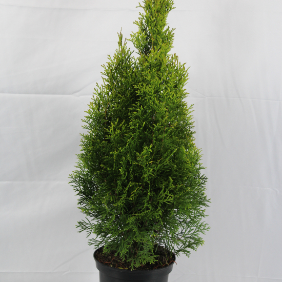 Thuya émeraude 'Emeraude'