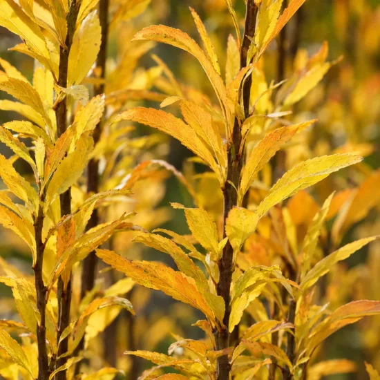 Bourdaine 'Ron williams' (Rhamnus frangula) — ramures dressées avec feuillage jaune doré dense · Photo d'illustration