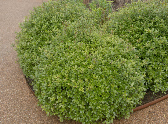 Pittospore 'Golf ball'