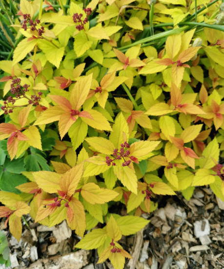 Spirée du japon 'Magic carpet'