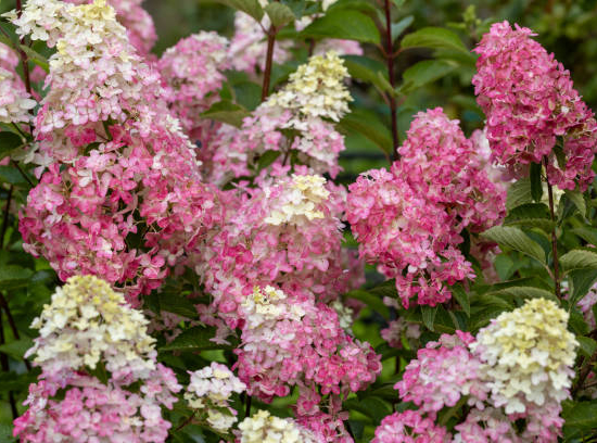Hortensia paniculé 'Vanille fraise'