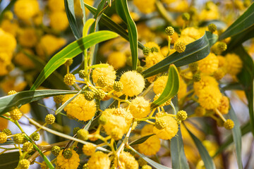 Mimosa d'été