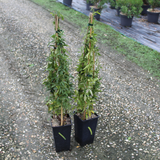 Rosier de banks 'Lutea'