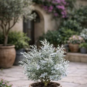 Petit eucalyptus 'Mina'