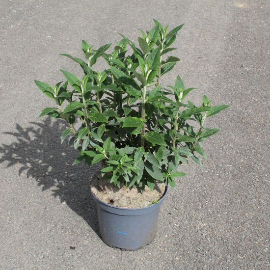 Arbre aux papillons 'bleu empereur'