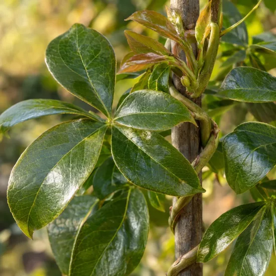 Holboellia (Holboellia latifolia) — feuilles vertes lustrées sur tige volubile · Photo d'illustration