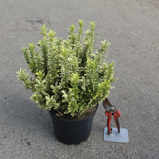 Fusain du japon 'Micro aureomarginatus'